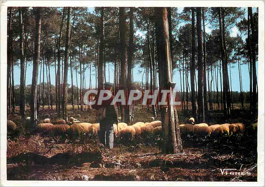 CPM J'ai souvenir de vous partagez notre peine Moutons