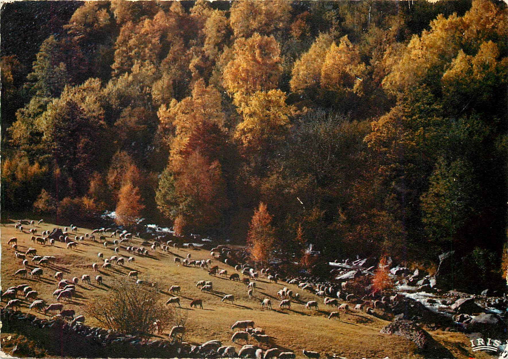 CPM Limousin Pittoresque Pastorale d'Automne