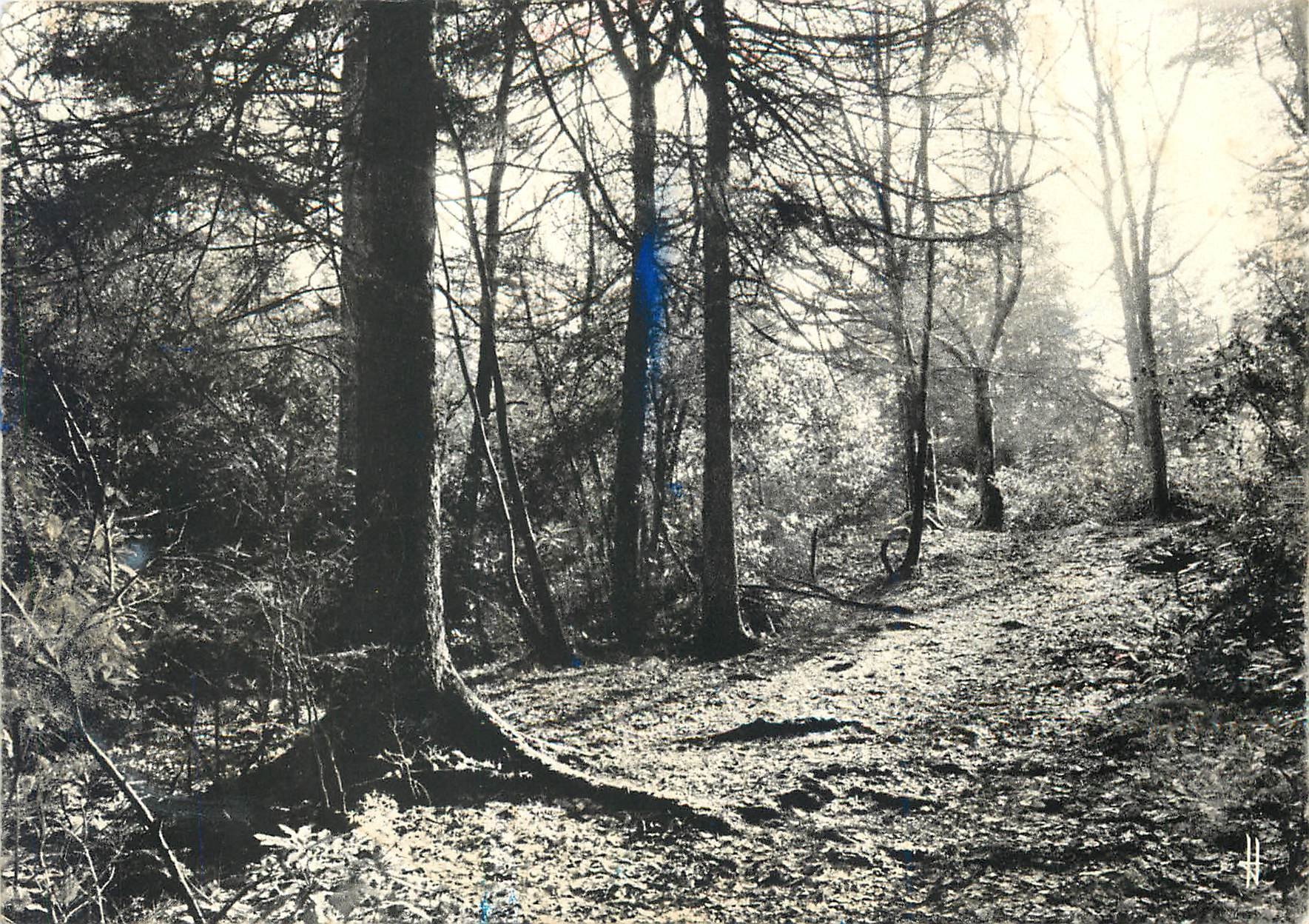 CPM Bretagne Pittoresque Sous Bois