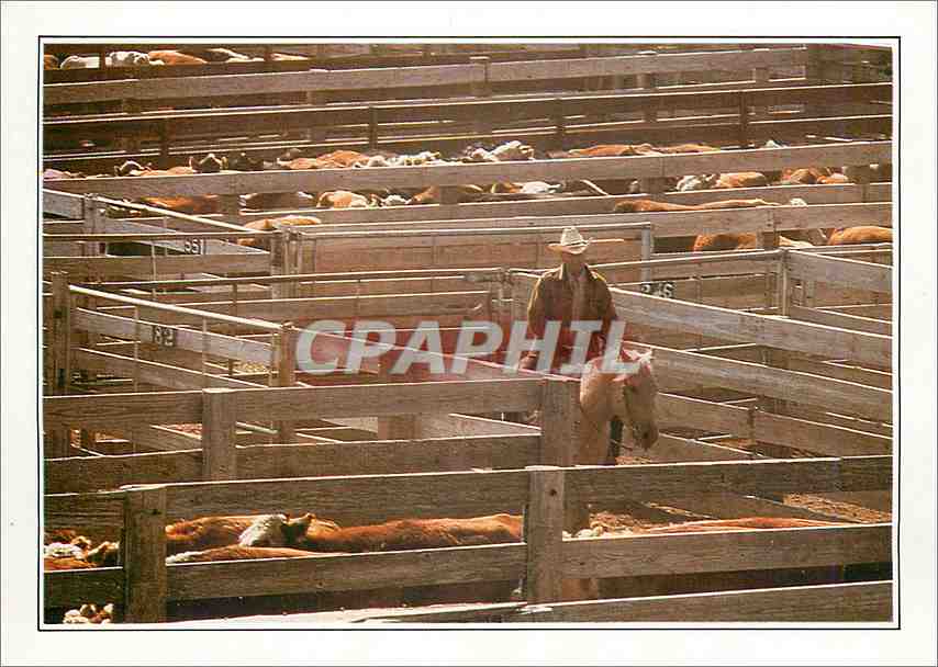 Amarillo. Troupeau au corral — Élevage texan — Éditions S.A. Rivier (CPAPHIL XXV-A1)