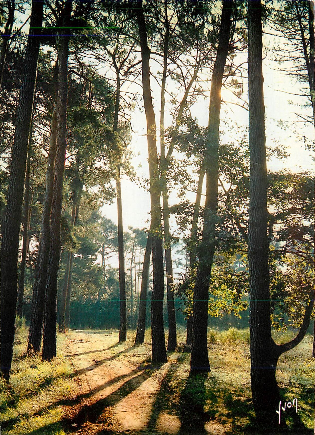 CPM Couleurs et Lumiere de France Matinee en Foret