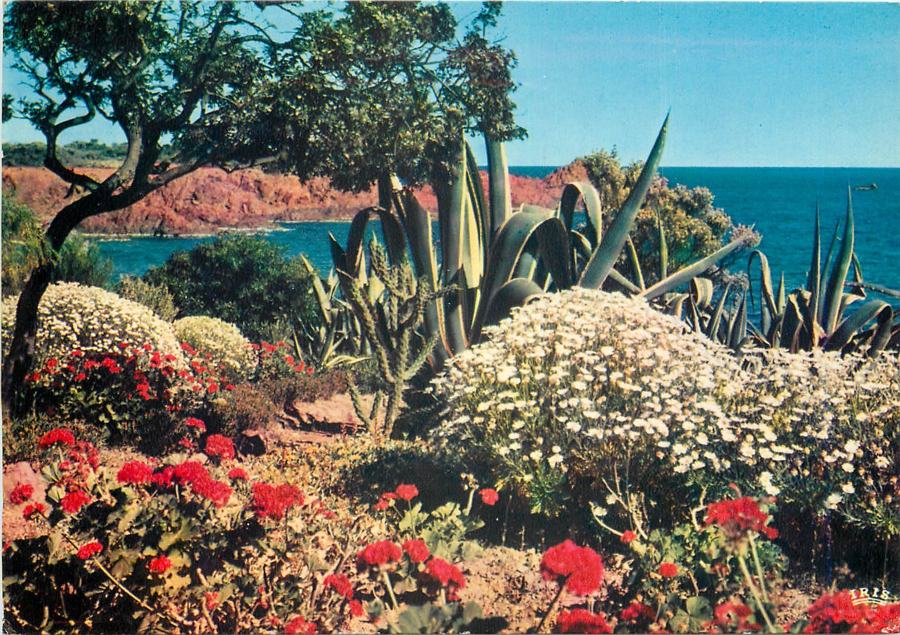 CPM La Cote d'Azur French Riviera Jardin Fleuri