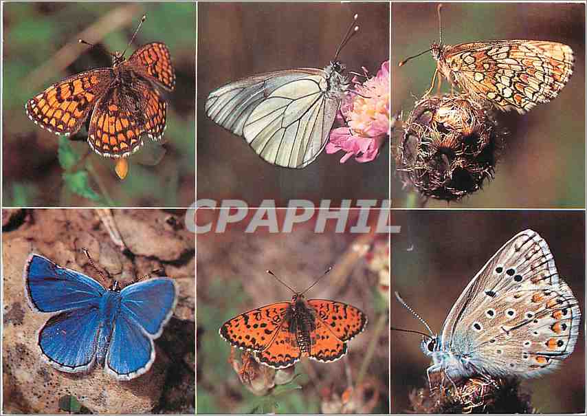 CPM Papillons