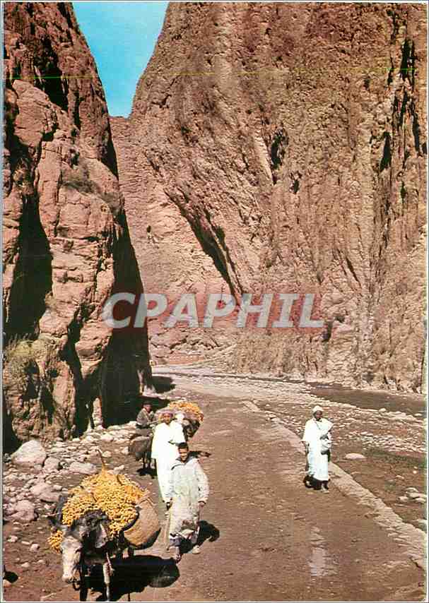 CPM Le Maroc Pittoresque Tinerhir Gorges du Todra