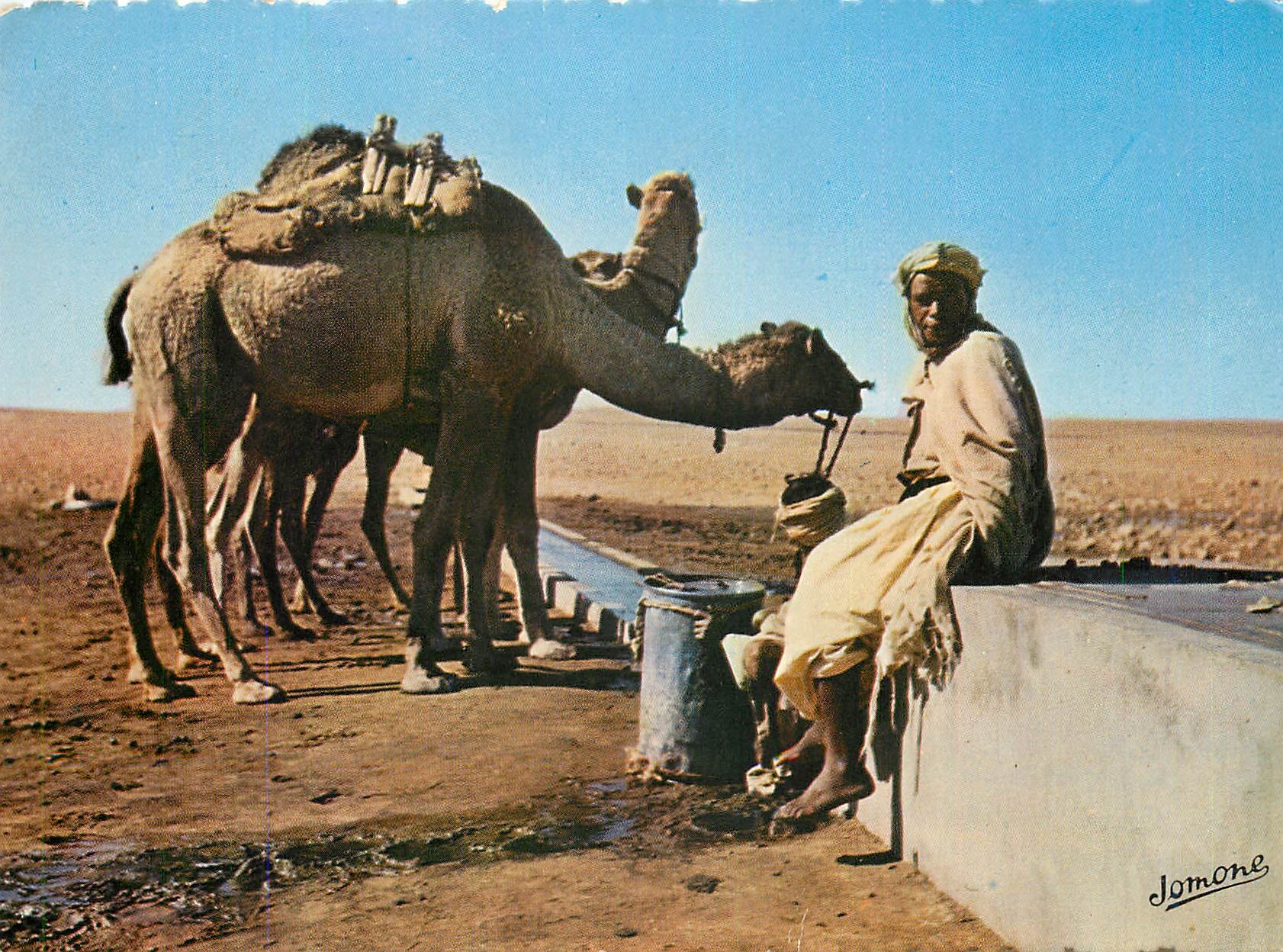 CPM Sud Algerien Un point d'Eau Chameau