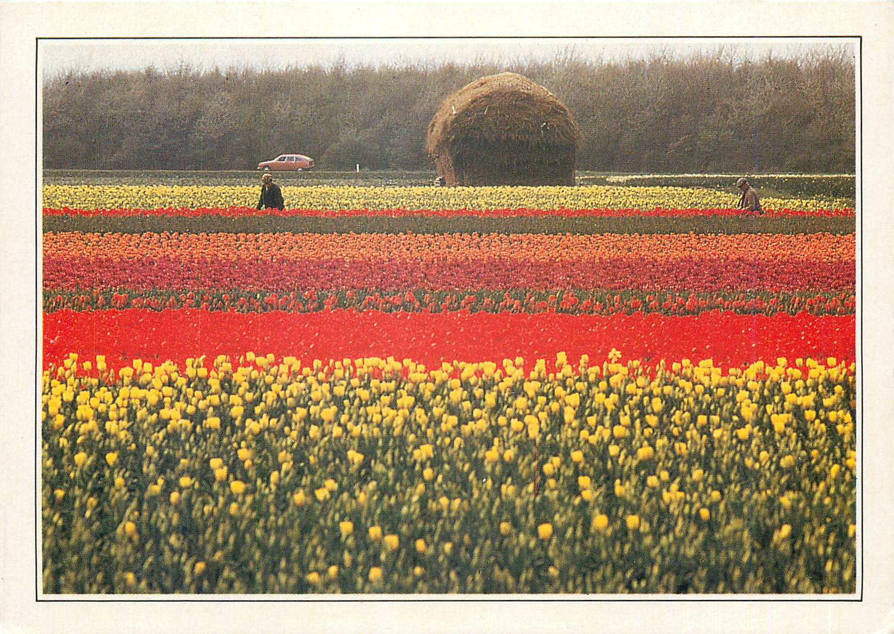 CPA Kuid Holland Tupenculturur in de buurt van lisse