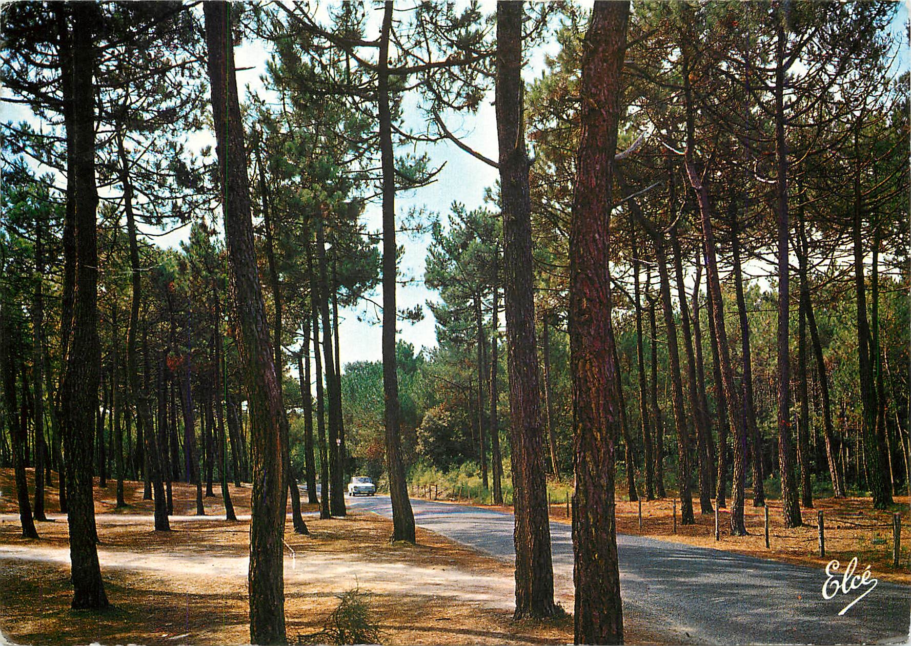 CPM Ile d'Oleron (Chte Mme) La jolie Route dans la foret de Pins