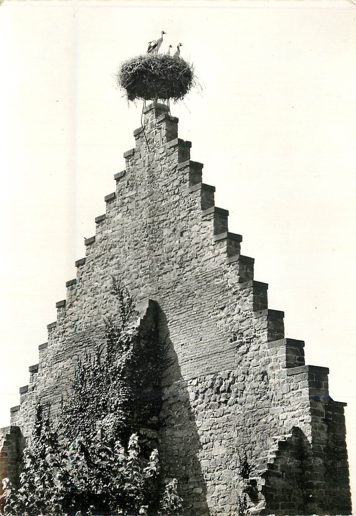 CPM Ostheim (Haut Rhin) Nid de Cigogne vu de la Terrasse Hotel au nid de Cigognes