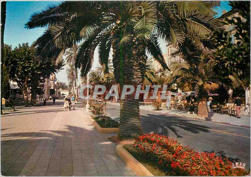 CPM La Cote d'Azur Franch Riviera Hyeres les Palmiers (Var) Avenue Clotis
