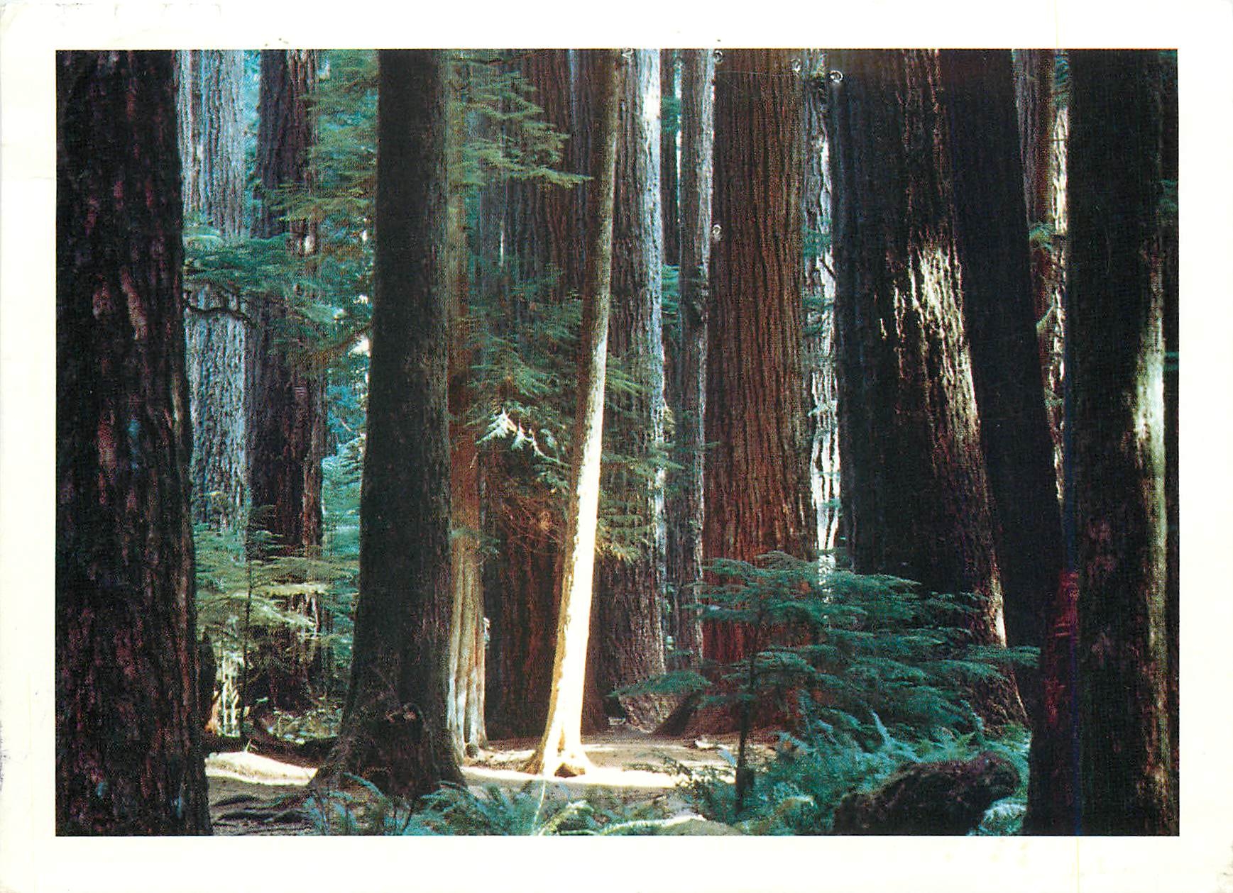 CPM Cathedrale Grove Vancouver 