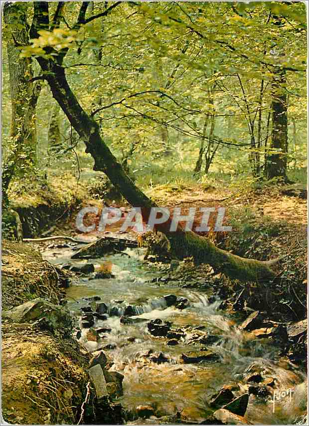 CPM Dans la Foret Normande Un Ruisseau