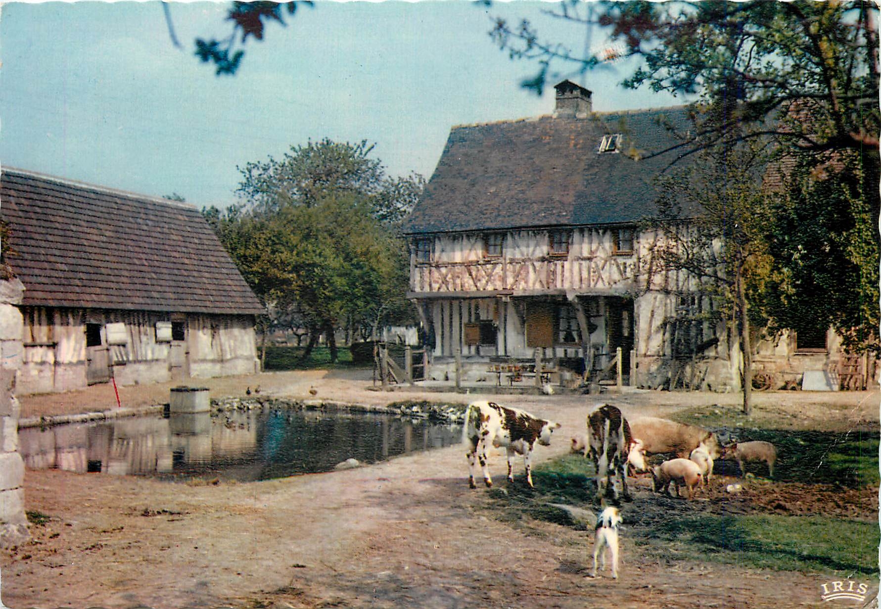 CPM Charmes et Couleurs de Normandie Ferme Normande Vaches Cochons Porcs