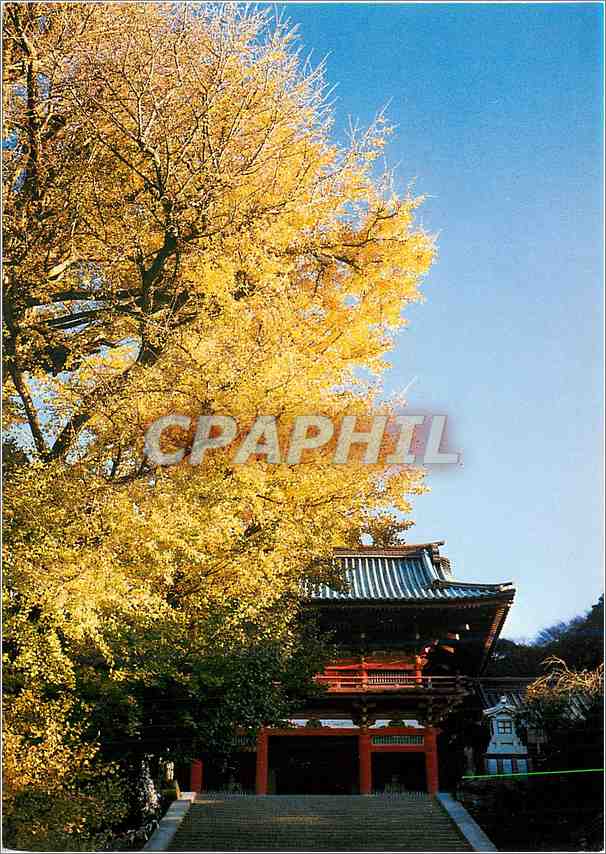 CPM Kamakura La chasse Tsurupaoka Hachimangu avec un arbre Fameux dans l'histoire