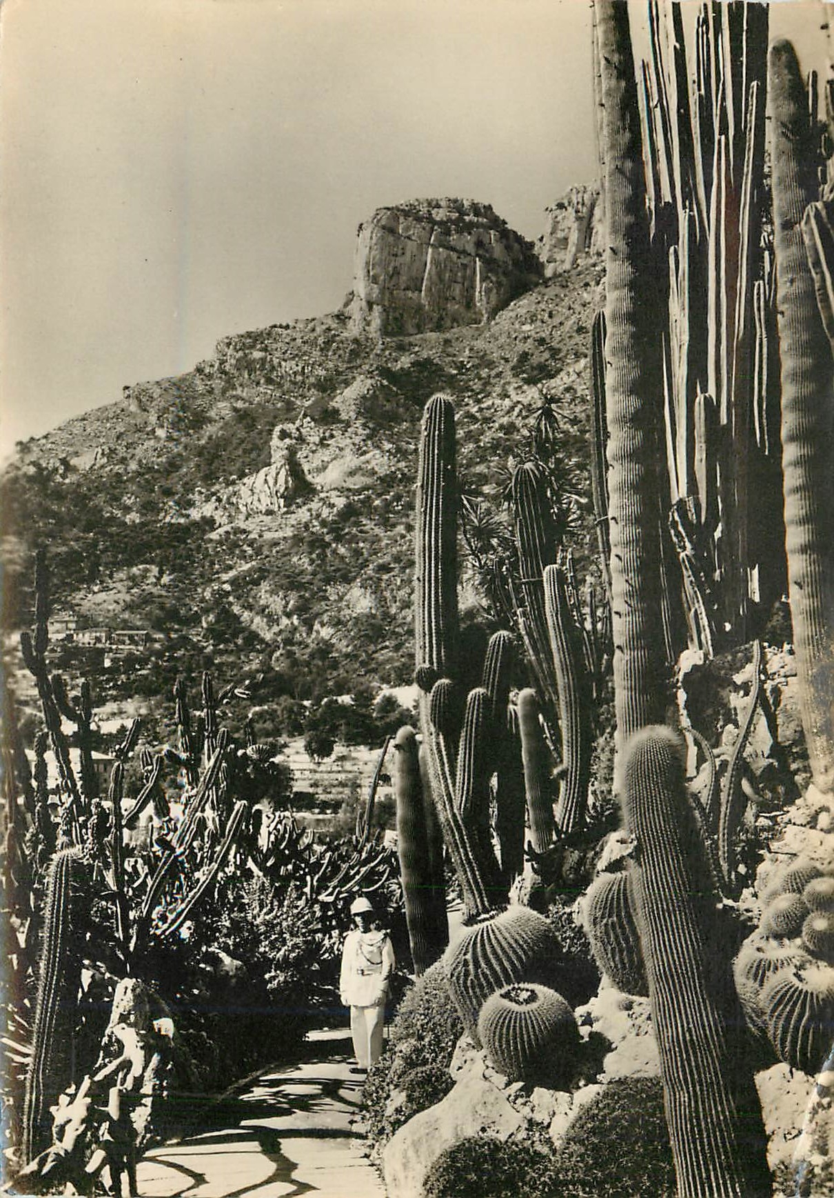 Jardin Exotique de Monaco — Cereus, Pilocereus et Echinocactus divers — Éditions de Luxe Estel, série 3580