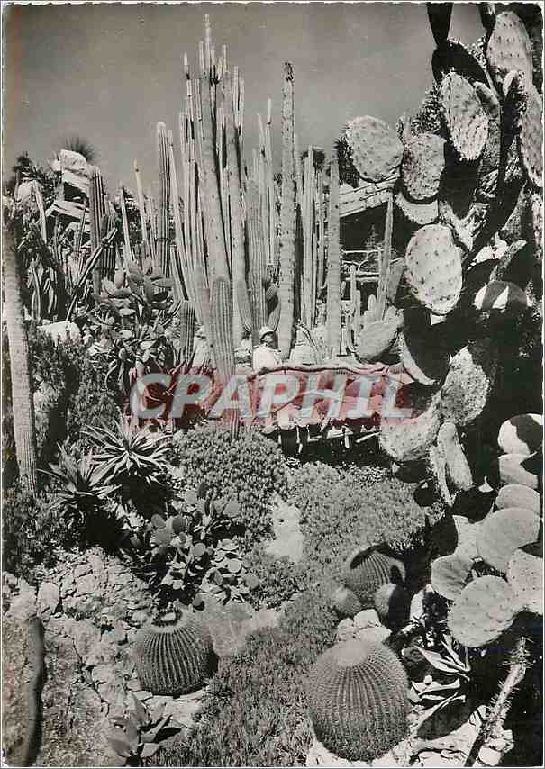 Jardin Exotique de Monaco — Cactus et plantes succulentes — Éditions de Luxe Estel