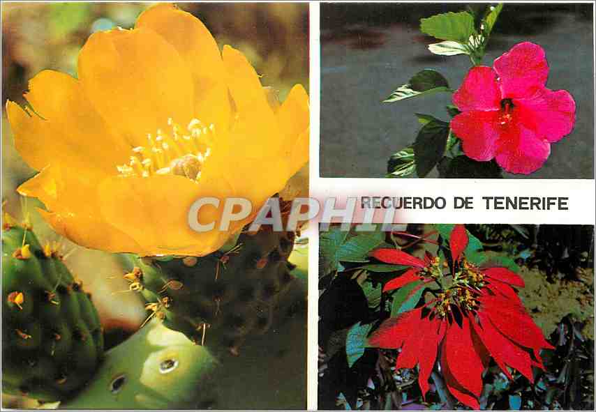 CPM Tenerife Fleurs de Cactus Fleurs de Tiare Ibscoa