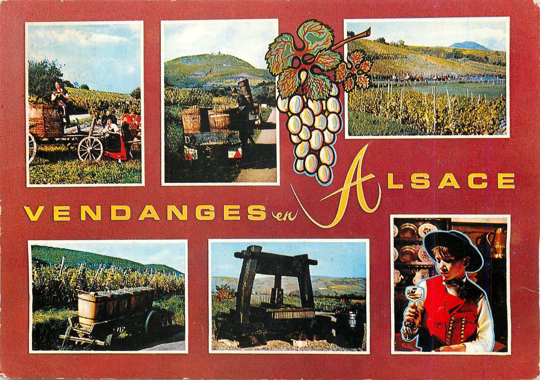 CPM Principaux cepages d'Alsace Tokay Pinot Sivaner