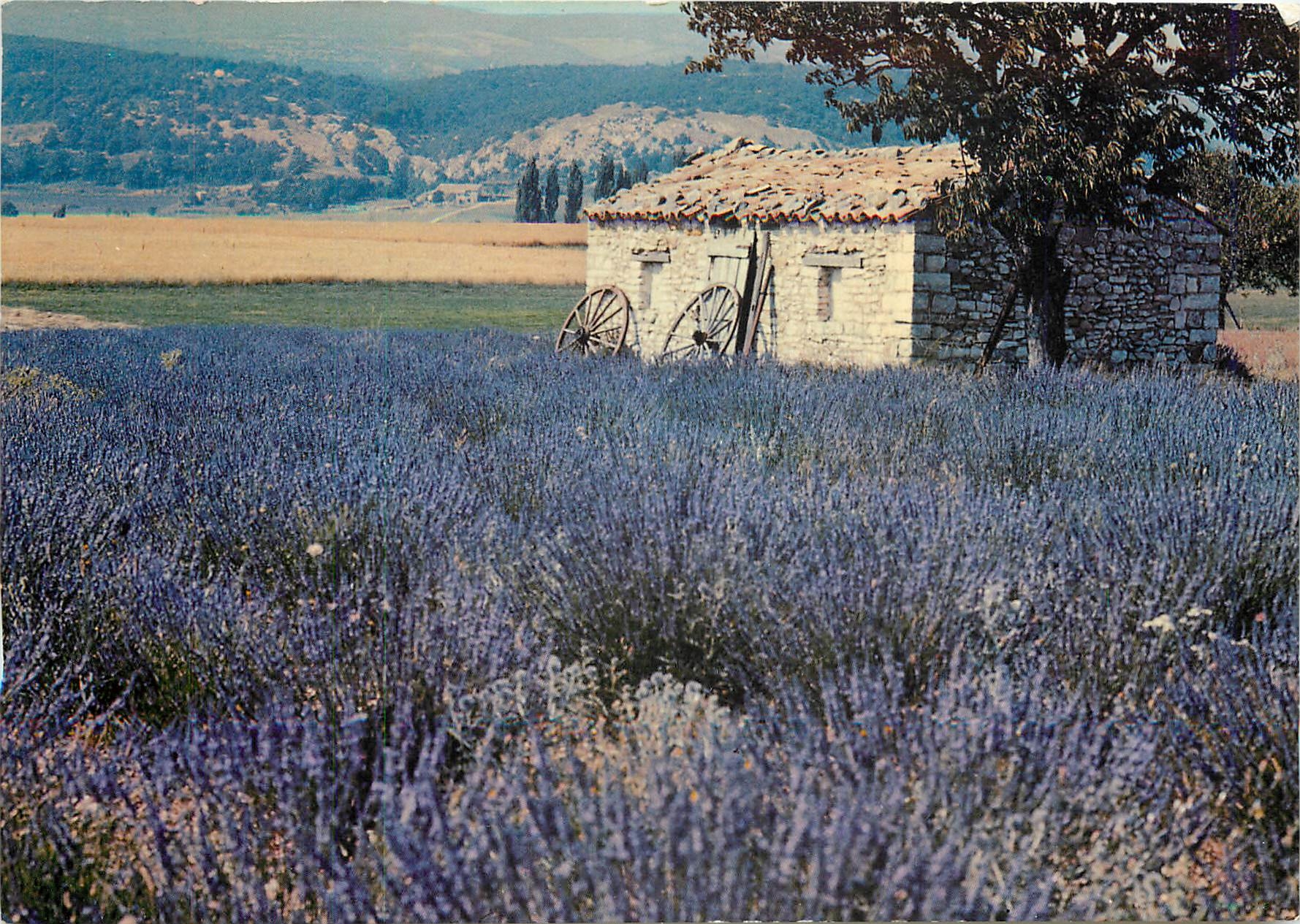 CPM Les Belles Images de Provence Champ de Lavande