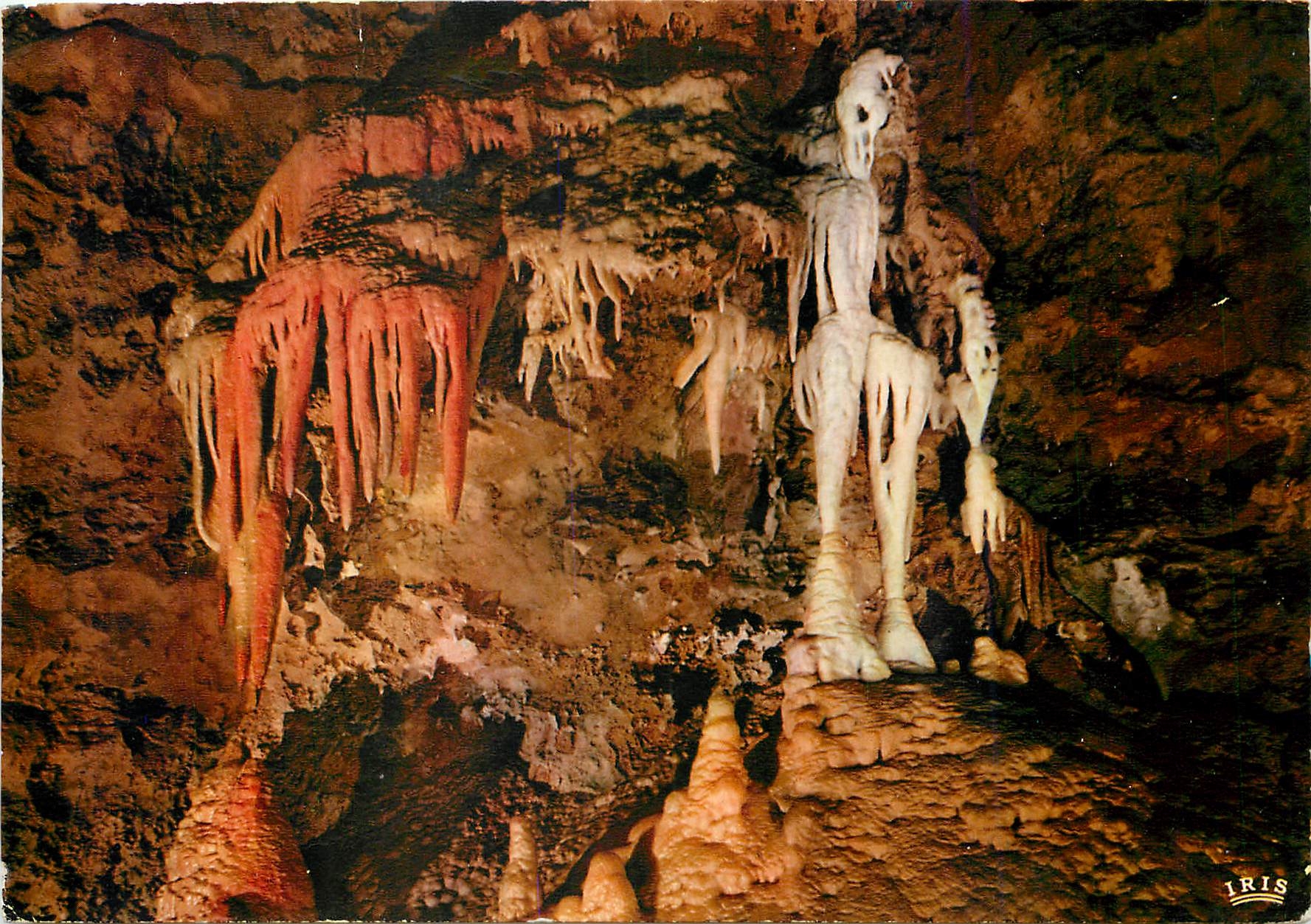 CPM La Cote d'Azur French Riviera les grotte de Saint Cezaire (A M les squelette et les Orgues