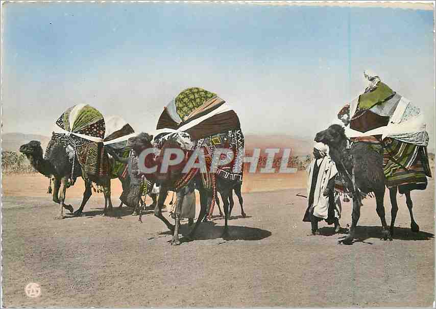 CPM Scenes Types d'Afrique du Nord les Bassours Chameaux