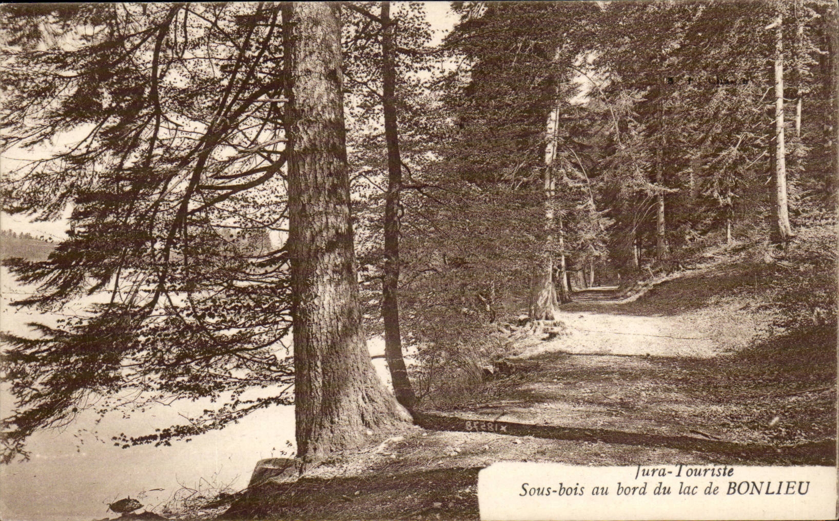 Sous-bois au bord du lac de BONLIEU — Jura-Touriste