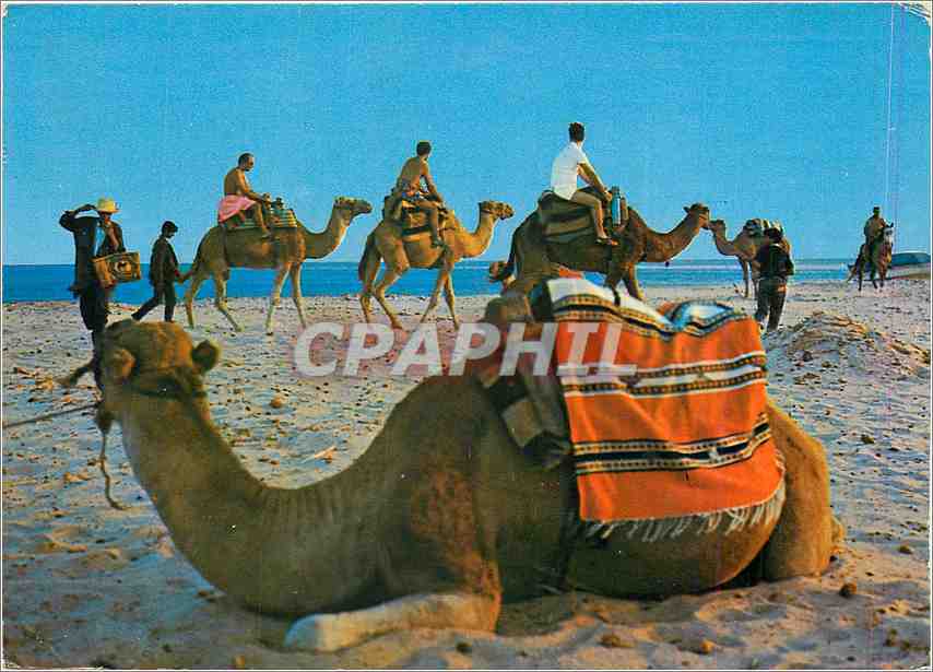 CPM Plage Tunisienne La Promenade en Chameau 