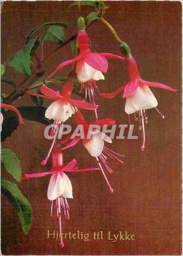 CPM Fleurs
