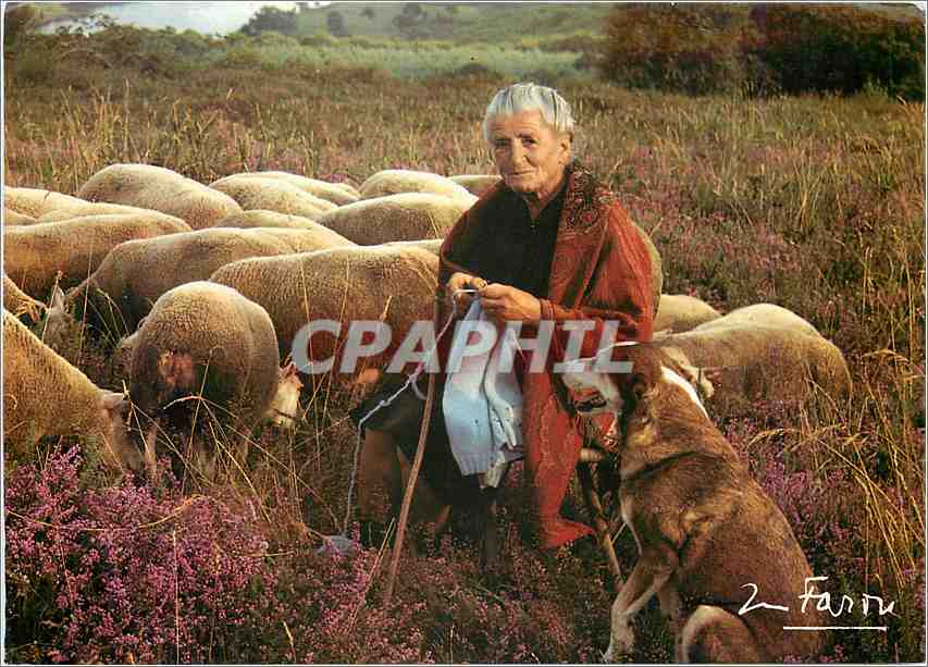 CPM Campagne Pittoresque Troupeau dans la Lande 