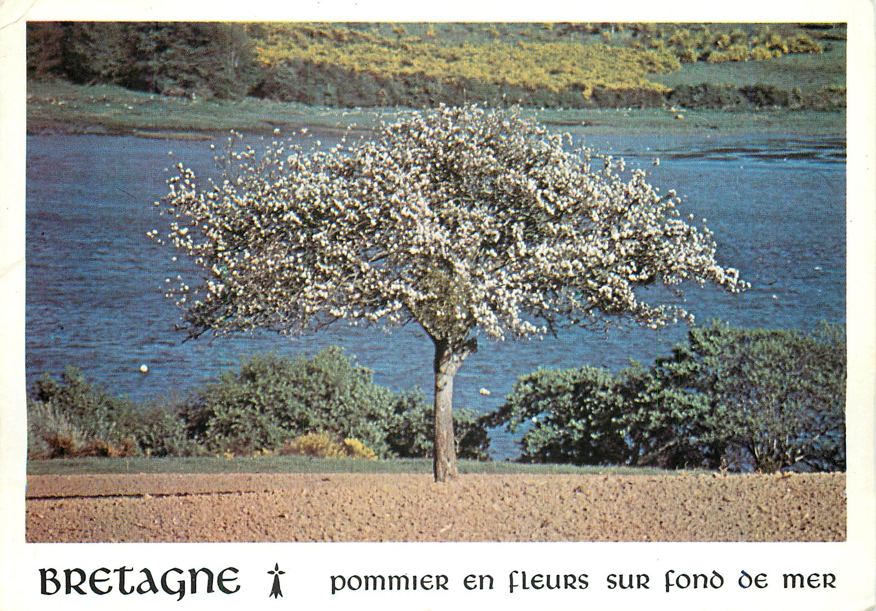 CPM Bretagne Pommier en fleurs sur fond de Mer 