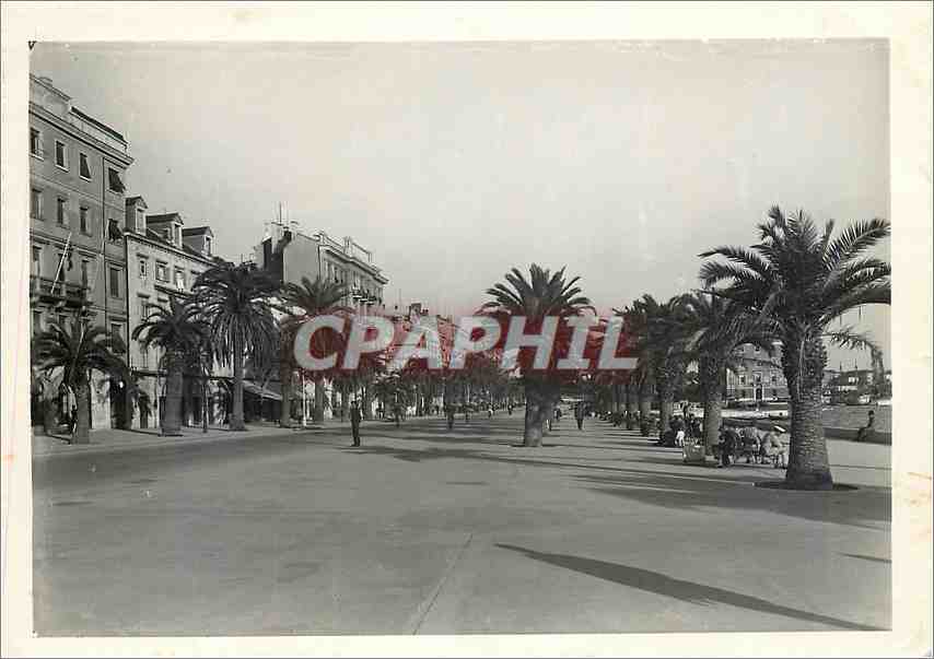 Piazza del Popolo à Split — vue de la promenade bordée de palmiers — éditeur inconnu