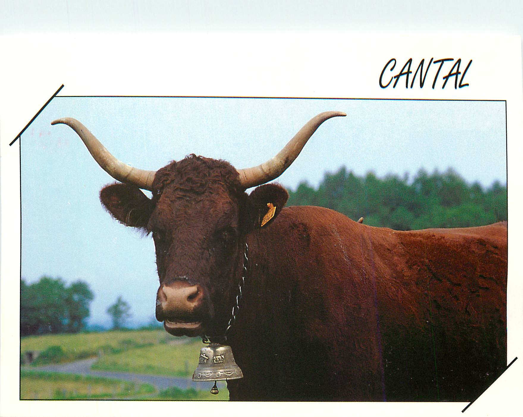 CPM Cantal Bœuf