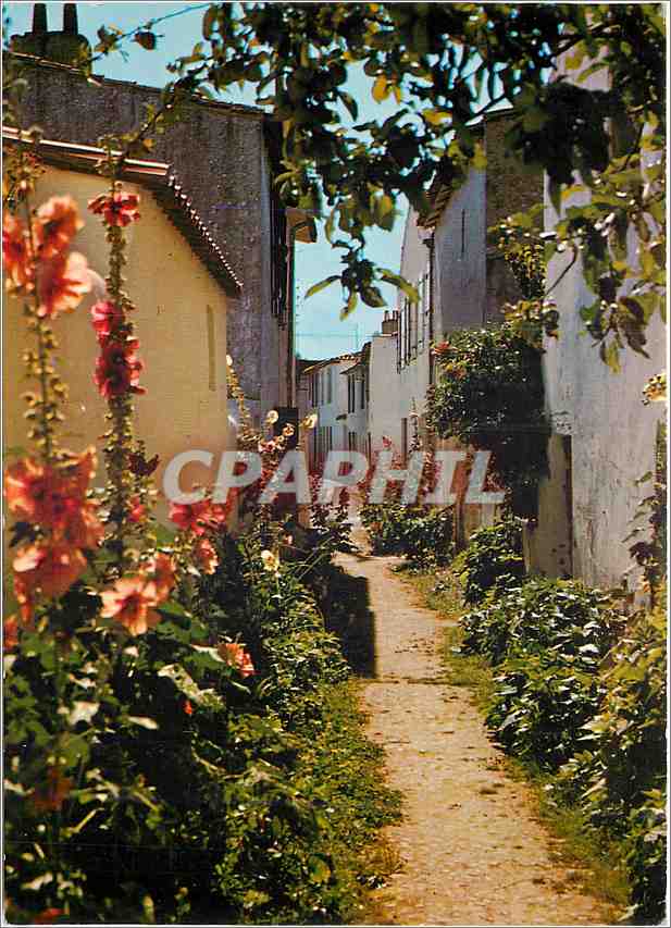 CPM Ile De Re Ch Mme Ars Jolie venelle en fleurs 