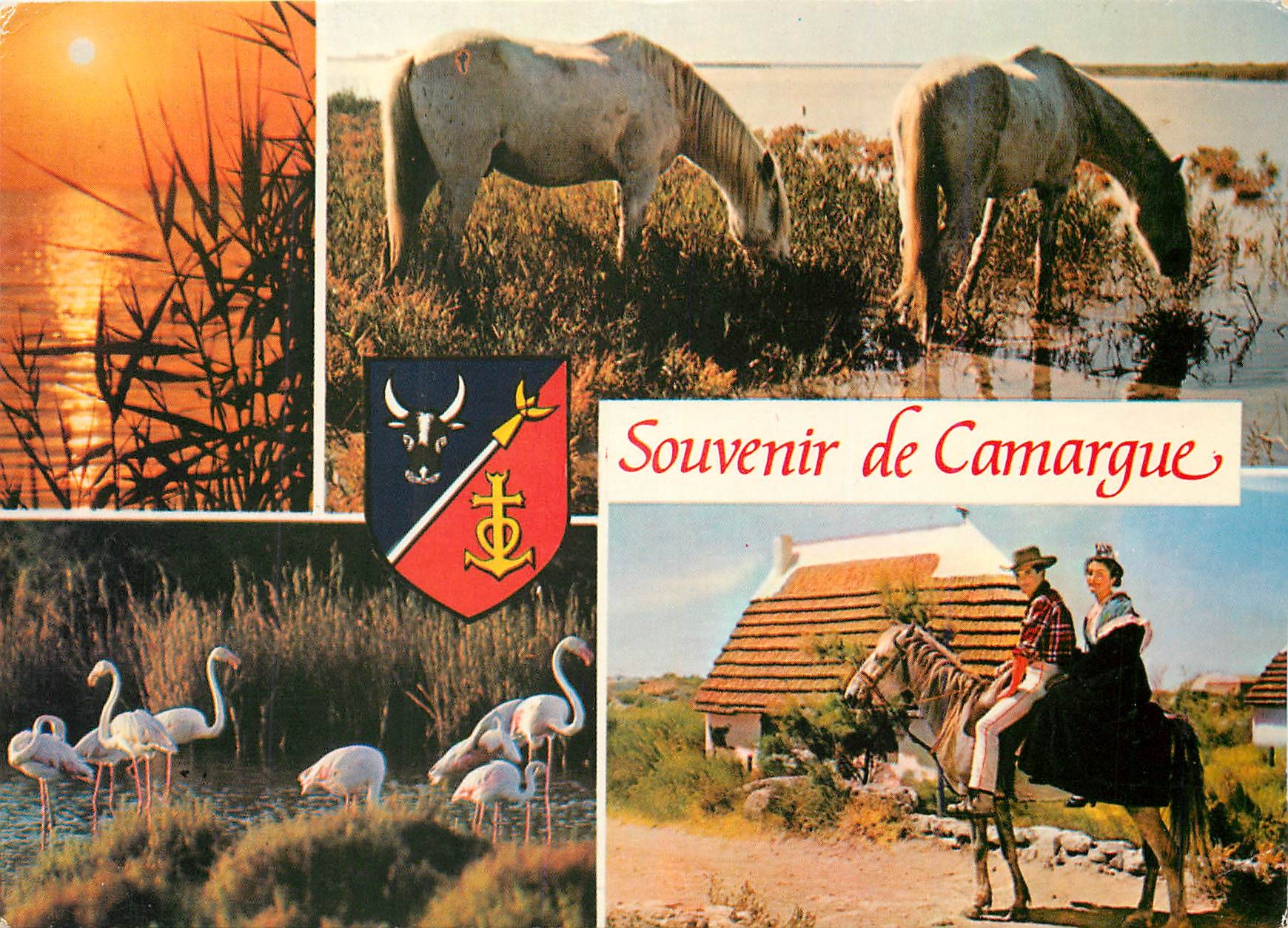 CPM En Camargue avec les Gardians La Camargue terre d'eau de soleil et de legende 