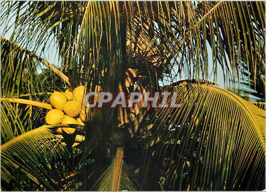Cocos d'Or — Saint-Barthélemy — SCANDINEXIM, Ltd.