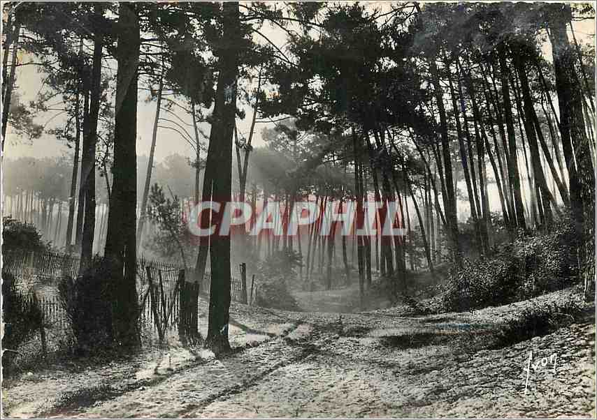CPM Bassin d'Arcachon Gironde Matin d'Automne dans la foret 