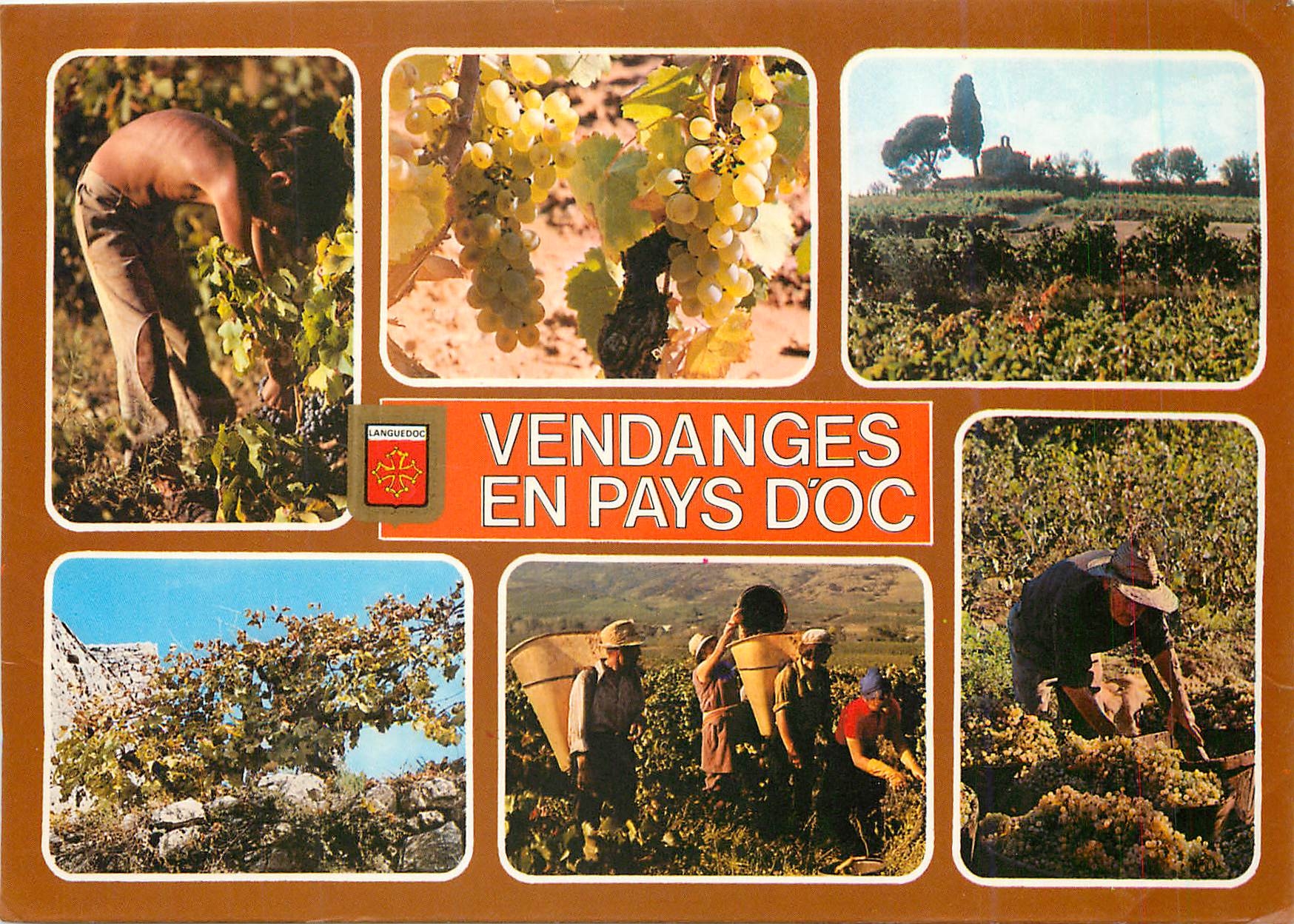 CPM Lumiere et Couleurs du Languedoc Vendages au pays d'Or 