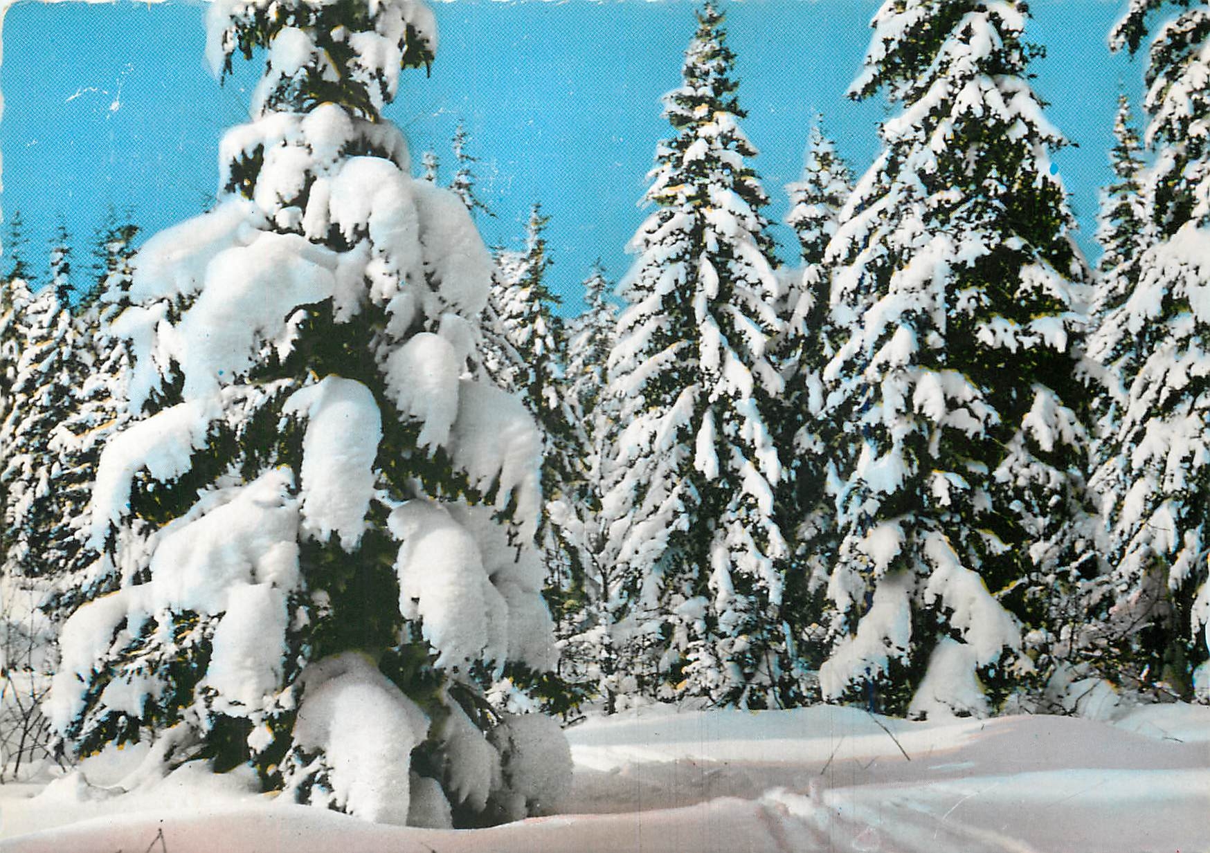 CPM Le Haut Jura en Hiver Les sapins ployant sous la neige 