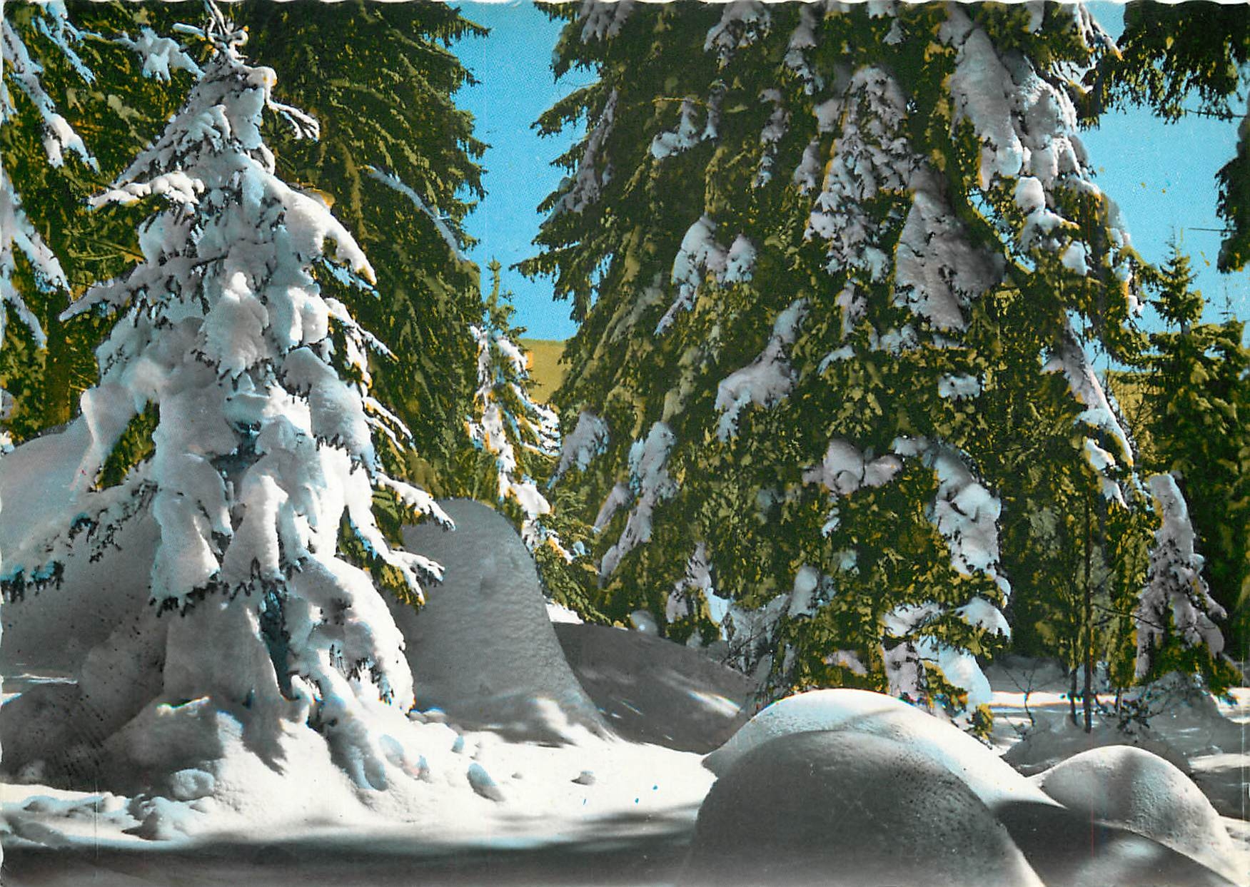 CPM Le Jura en Hiver La Foret enneigee 