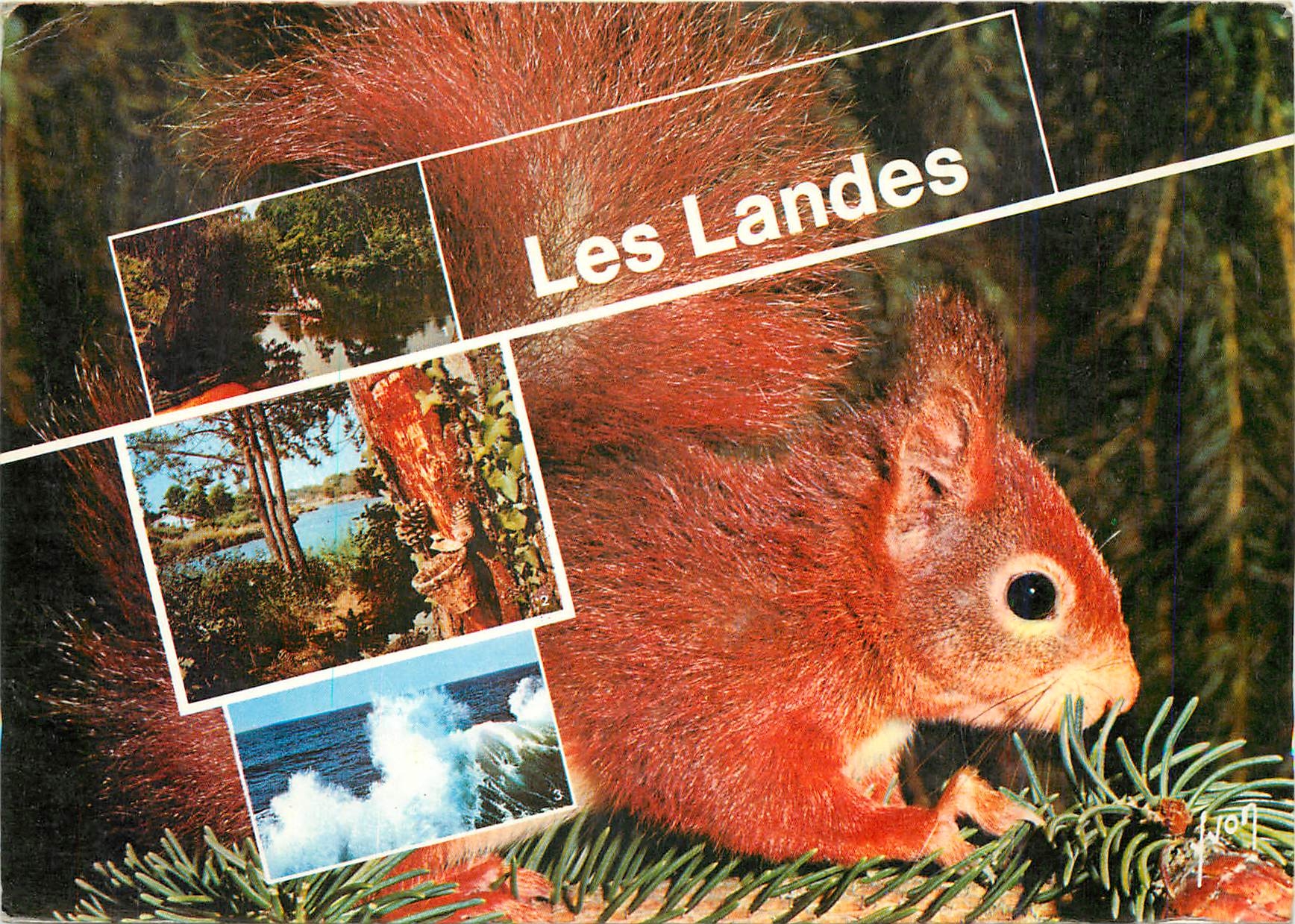 CPM Les Landes Le Courant d'Huchet pres de Leon Au Bord d'un Courant Ecureuil