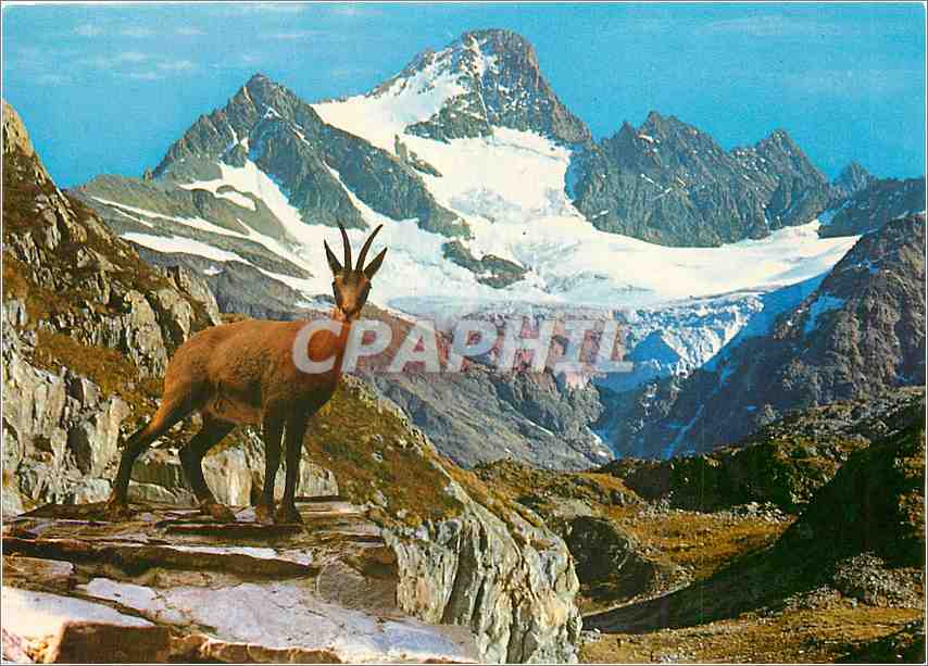 CPM L'Isard des Pyrenees Doux et craintif l'isard evite les hommes 