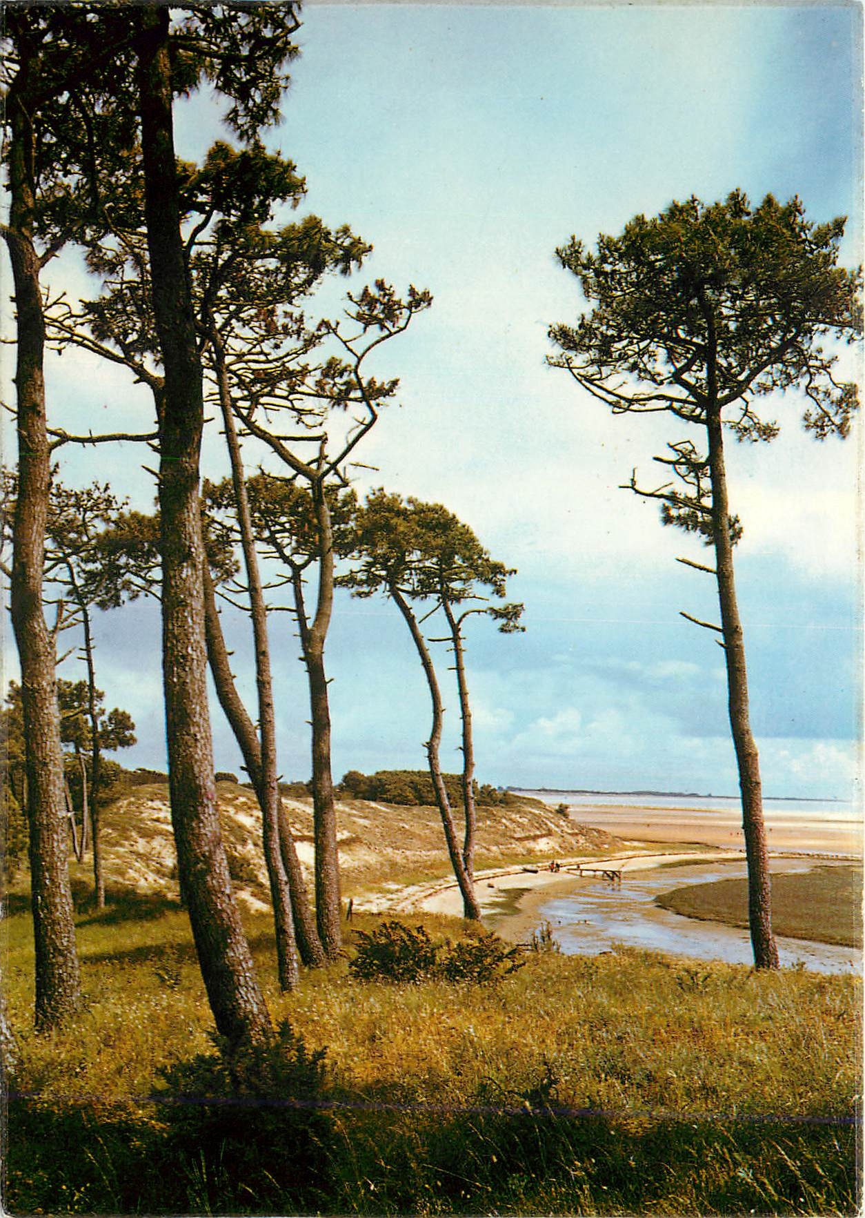CPM Cote de Lumiere Cote de Fleurs Baie de la Belle Henriette Vendee 