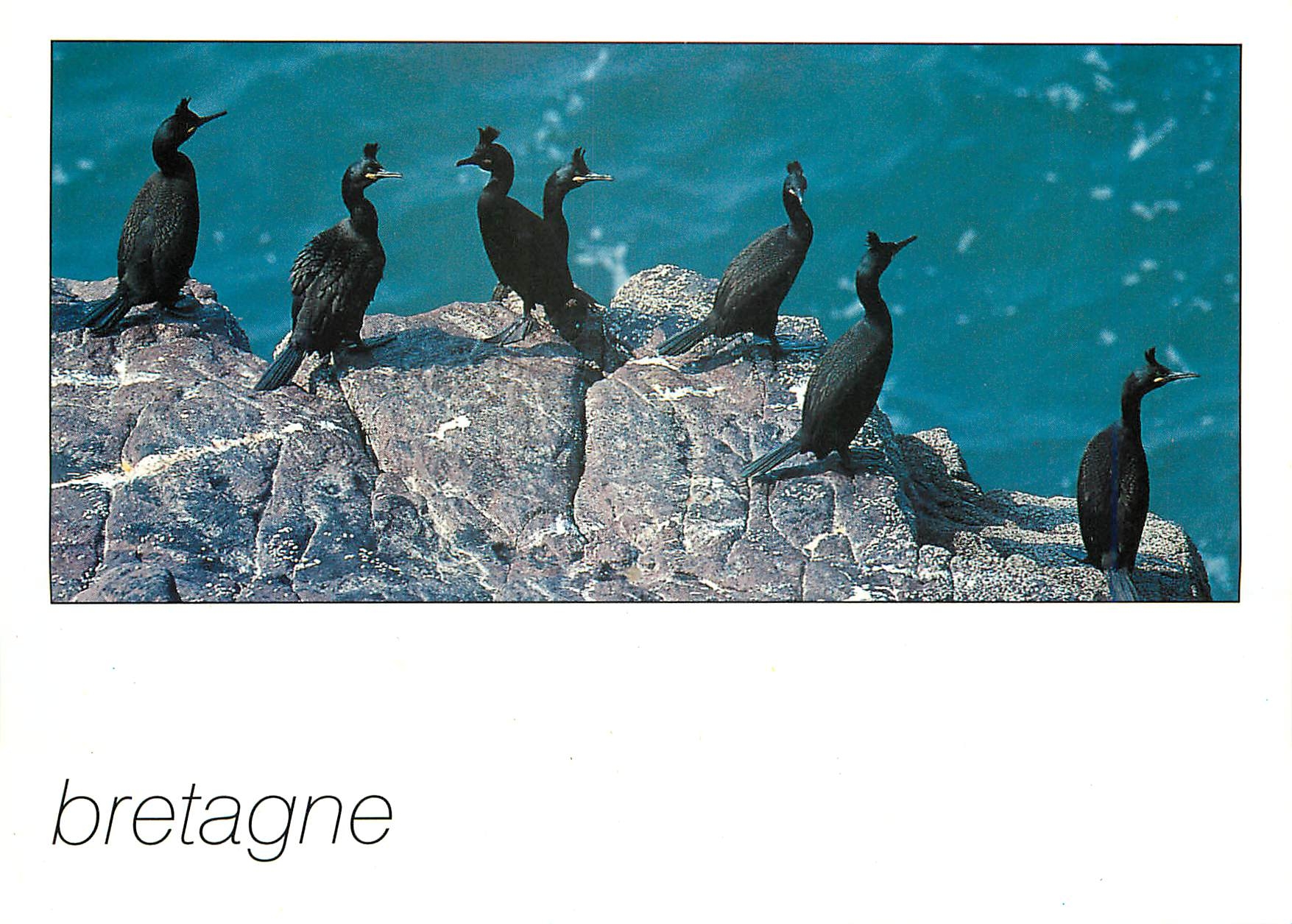 CPM Couleurs de Bretagne Cormorans huppes 
