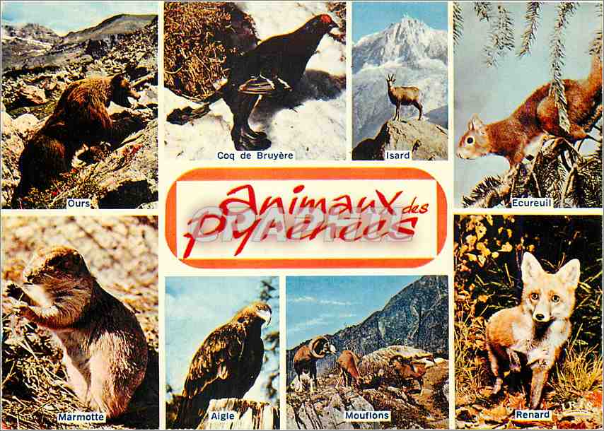 CPM Animaux des Pyrenees Ours Coq de Bruyere Isard Ecureuil Marmotte Mouflons Aigle Renard