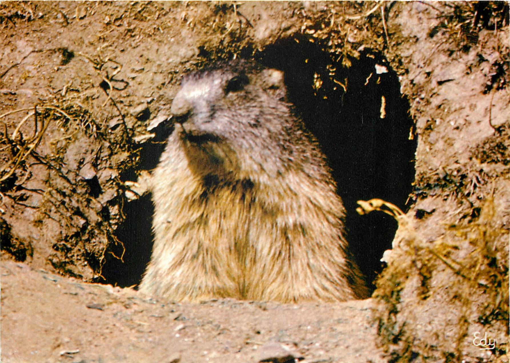 CPM Images de chez nous Les hotels de nos montagnes Marmotte sortant de son terrier 