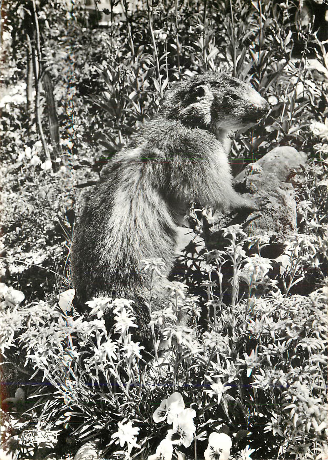 CPM Animaux des Alpes La Marmotte 