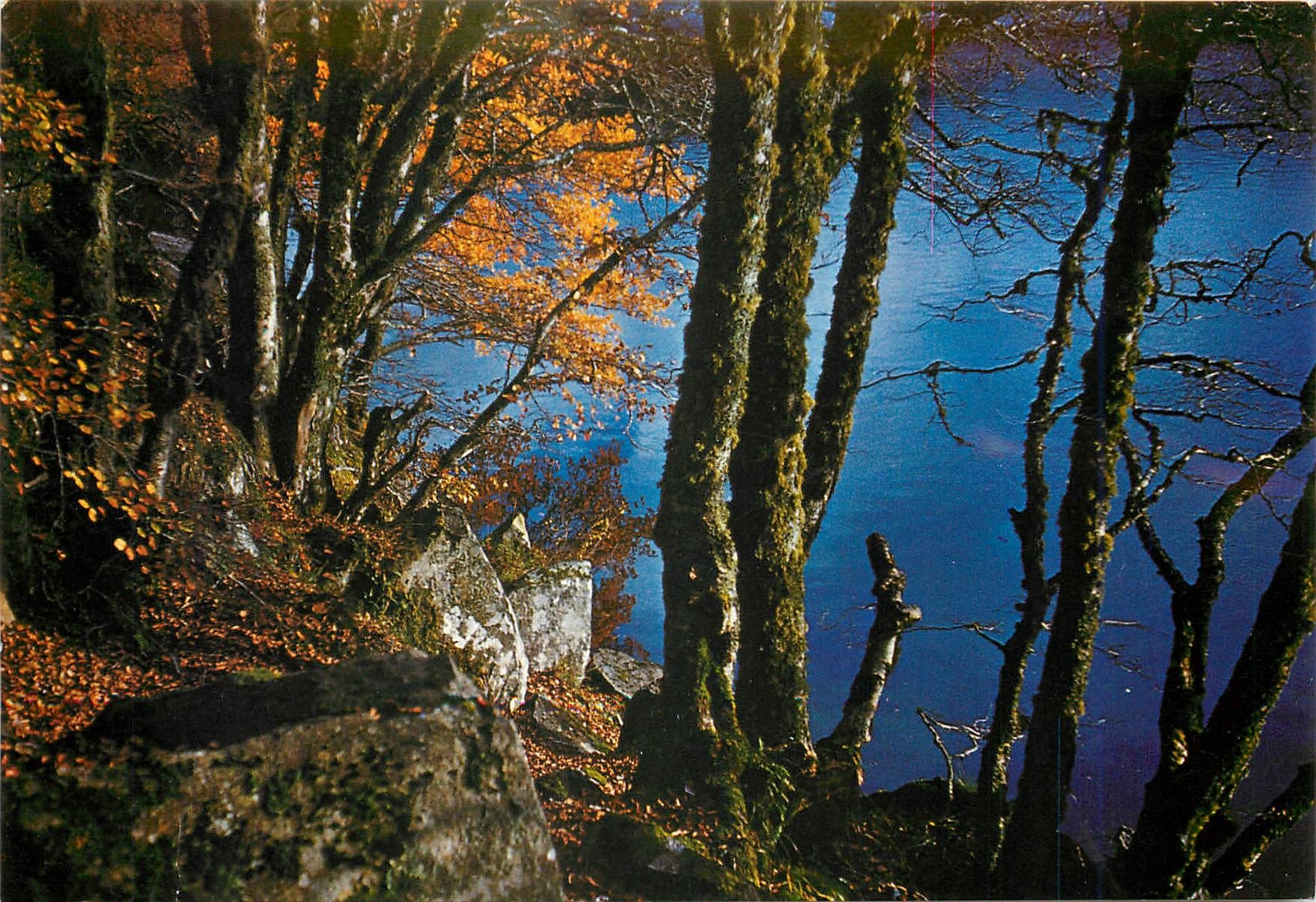 CPM L'Auvergne Touristique Le Lac Pavin en Automne 