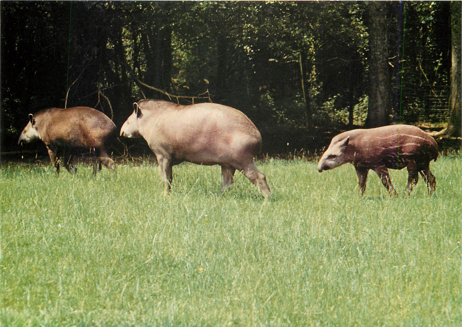 CPM Parc Zoologique du Chateau de Branfere Famille de Tapirs d'Amerique du Sud 