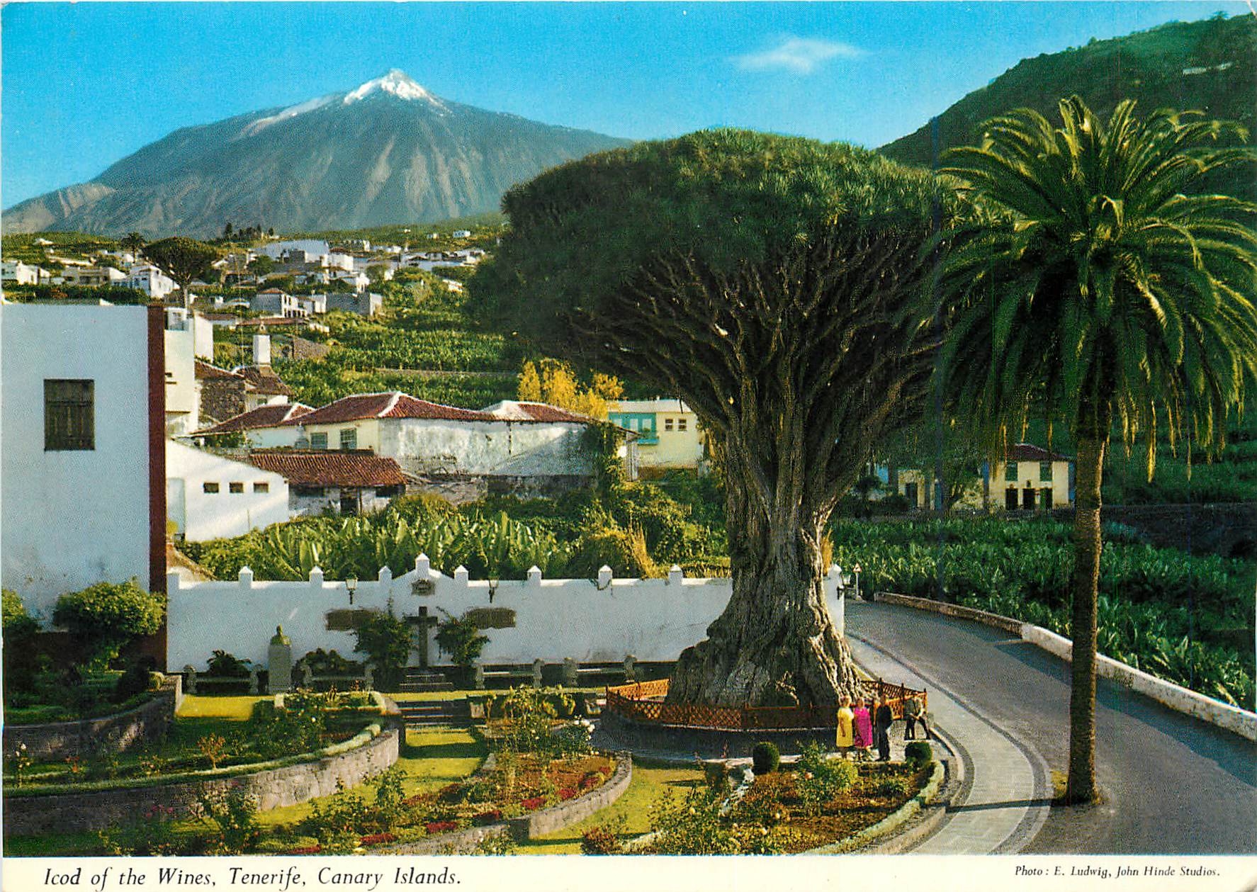 CPM Icod of the Wines Tenerife Canary Islands 