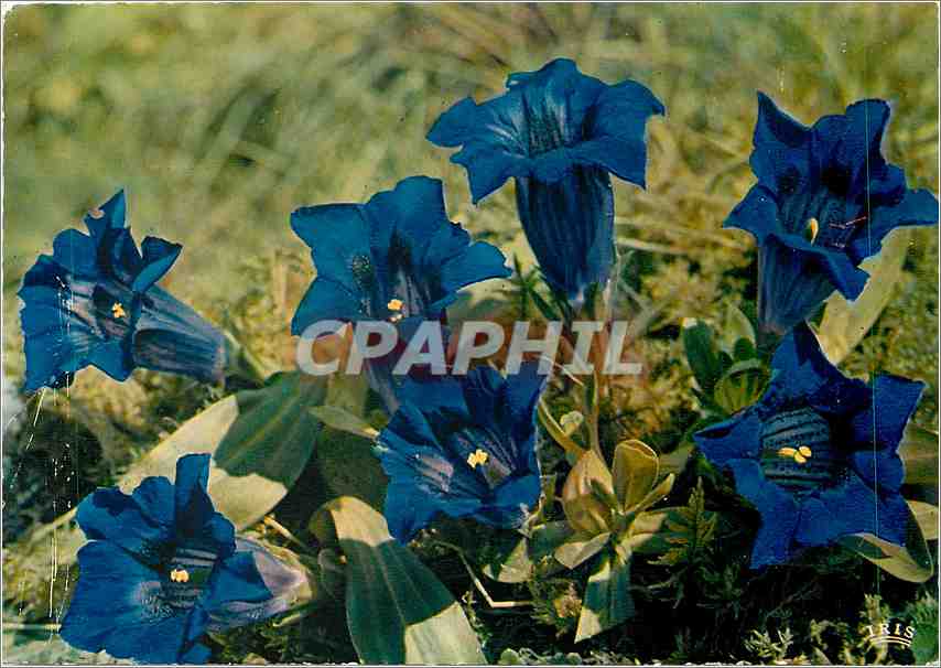 CPM Flore de Montagne Gentianes Bleues dans les Prairies alpestres Gentiana Kochiana 