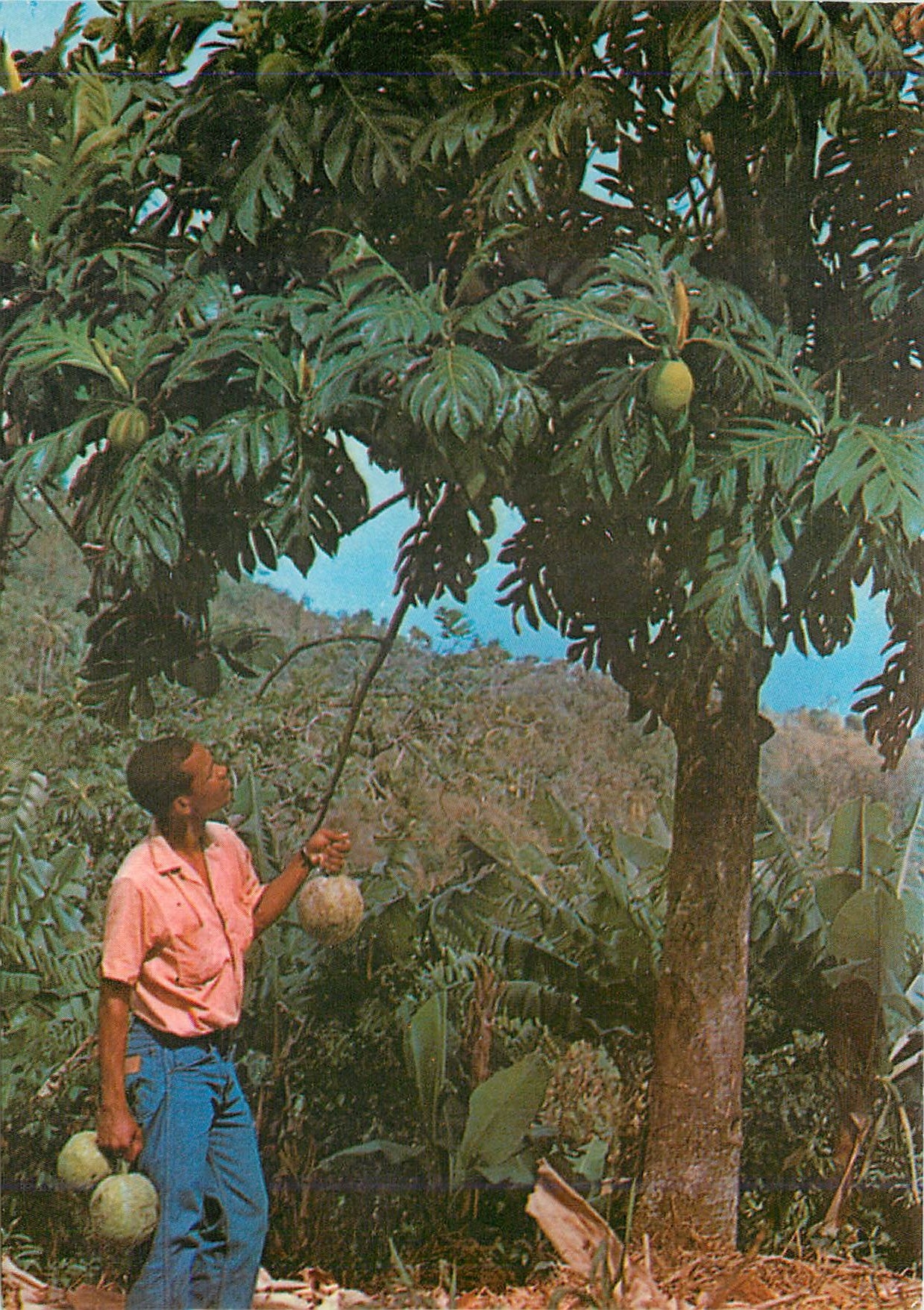 CPM Martinique L'Arbre a pain et ses fruits 
